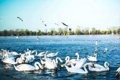 Flock of birds in water