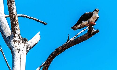 Low angle view of birds perched on blue sky