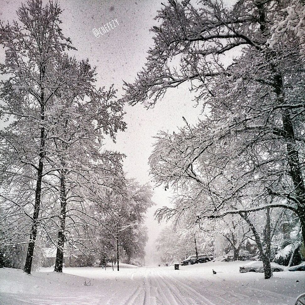 SNOW COVERED TREES