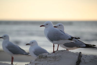 Seagulls perching on a beach