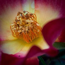 Macro shot of flower