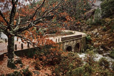 Arch bridge amidst trees in forest during autumn