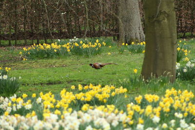 View of yellow flowers on field