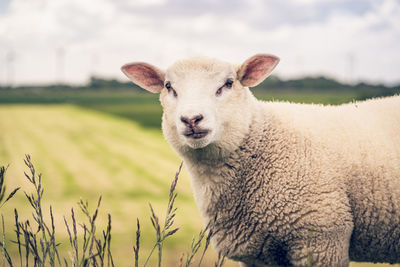 Portrait of sheep on field