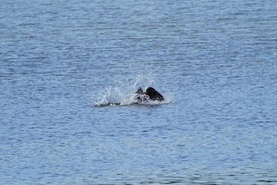 View of duck swimming in sea