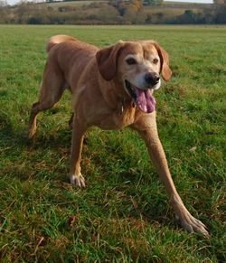 Close-up of a dog on grassland