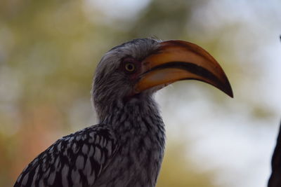 Close-up of a bird