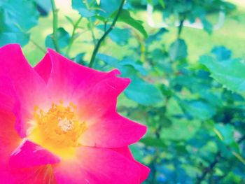 Close-up of fresh pink flower