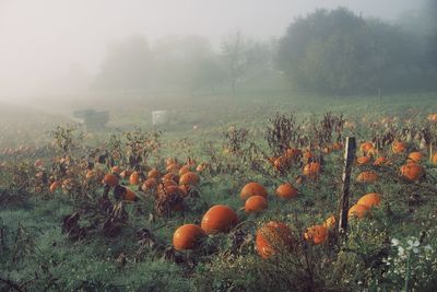 Plants growing on field