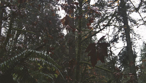 Low angle view of trees against sky