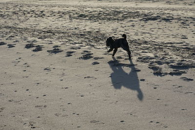 Poodle dog at baltic sea beach