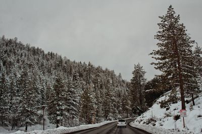 Pine trees on snow covered land against sky