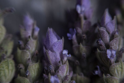 Close-up of purple flowering plants