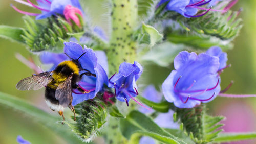 Close-up of bee pollinating on purple flower