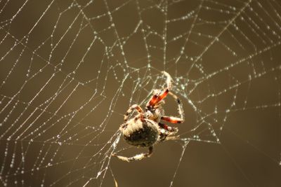 Close-up of spider on web