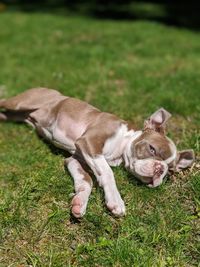 Full length of a dog on field