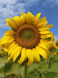 Close-up of yellow sunflower