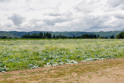 Scenic view of field against sky