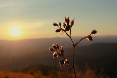 Close-up of flowering plant against sky during sunset