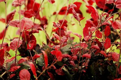 Close-up of red leaves