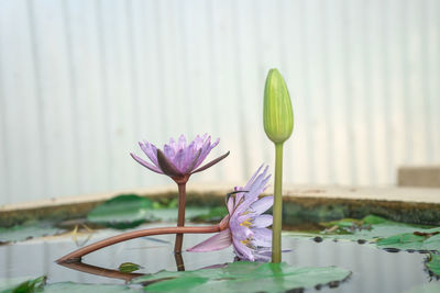 Close-up of purple water lily in lake