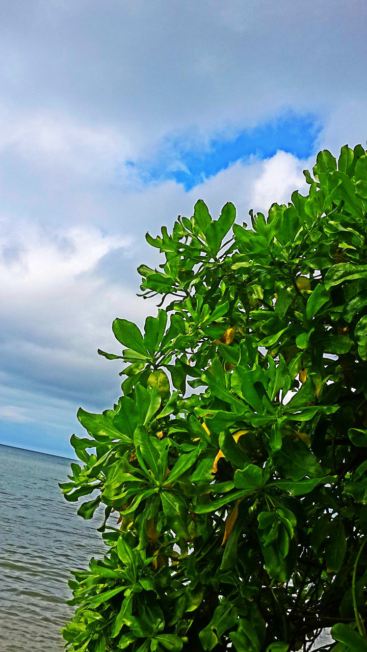 sky, growth, leaf, green color, nature, beauty in nature, plant, tranquility, water, sea, tree, tranquil scene, cloud - sky, scenics, cloud, growing, day, outdoors, no people, horizon over water