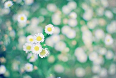 Close-up of white daisy blooming outdoors