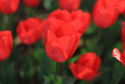 Close-up of red tulips