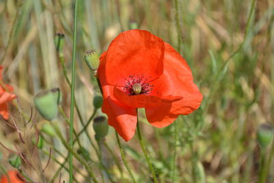 Close-up of red poppy flower