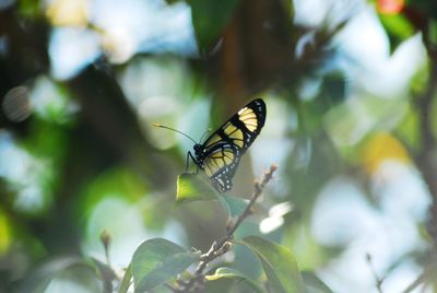 Close-up of butterfly pollinating flower