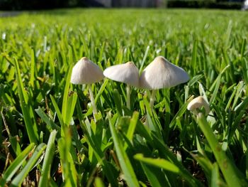 Close-up of white mushrooms growing in grass
