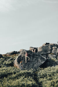 View of an animal on rock