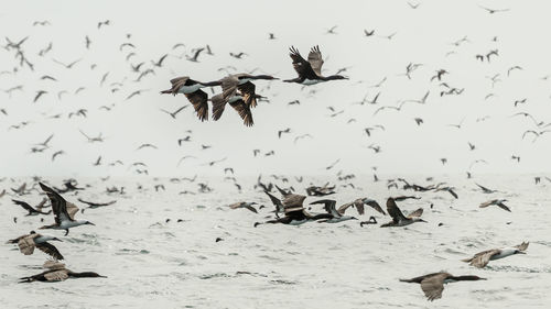 Flock of birds flying over water