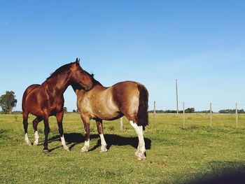 Horses grazing on field against clear sky