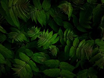 Full frame shot of plants growing outdoors