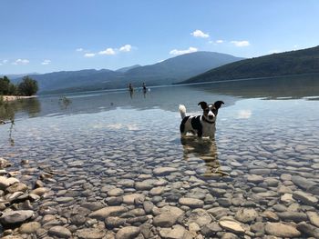 Ducks in a lake