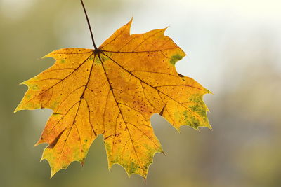 Maple leaf in autumn