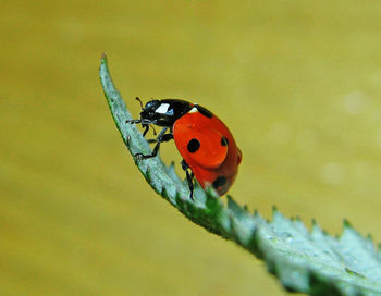 Side view of beetle on edge of leaf