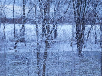 Snow covered bare trees in forest