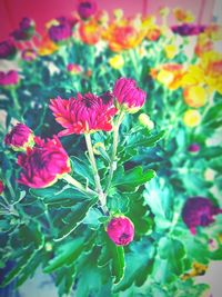 Close-up of pink flowering plant