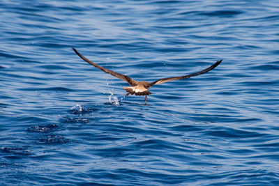 Seagull flying over sea