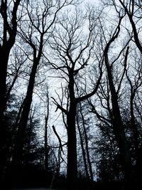 Low angle view of bare trees in forest