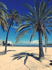 Palm trees on beach against sky