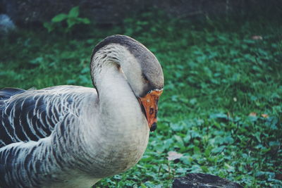 Goose standing on grass