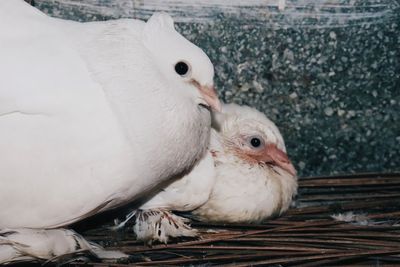 Close-up of a bird in nest