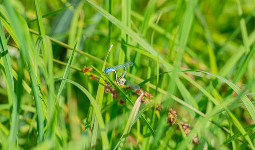 Blue giant damsel on a blade of grass