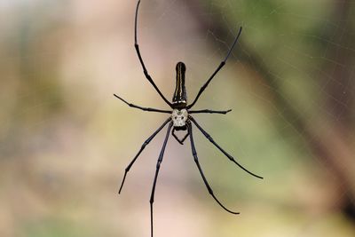 Close-up of spider on web