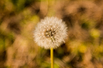 Close-up of dandelion flower