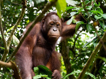 Orangutan close-up in a jungle tree in a rainforest in borneo, malaysia