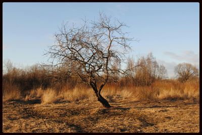 Bare trees on field